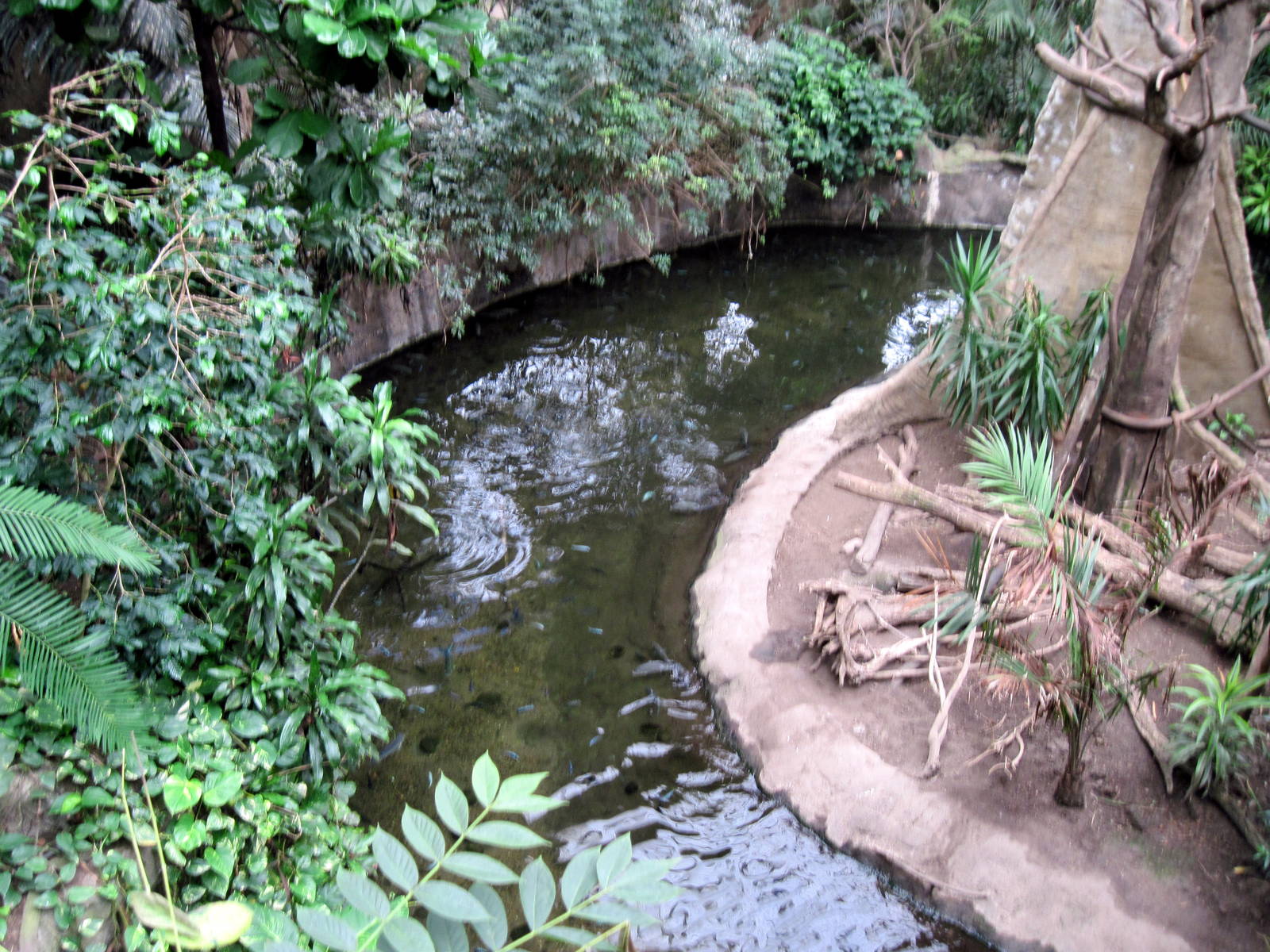 Lied Jungle-Ciclid/Nile Soft-shell Turtle Exhibit