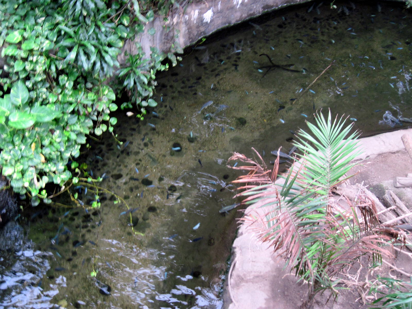 Lied Jungle-Ciclid/Nile Soft-shelled Turtle Exhibit