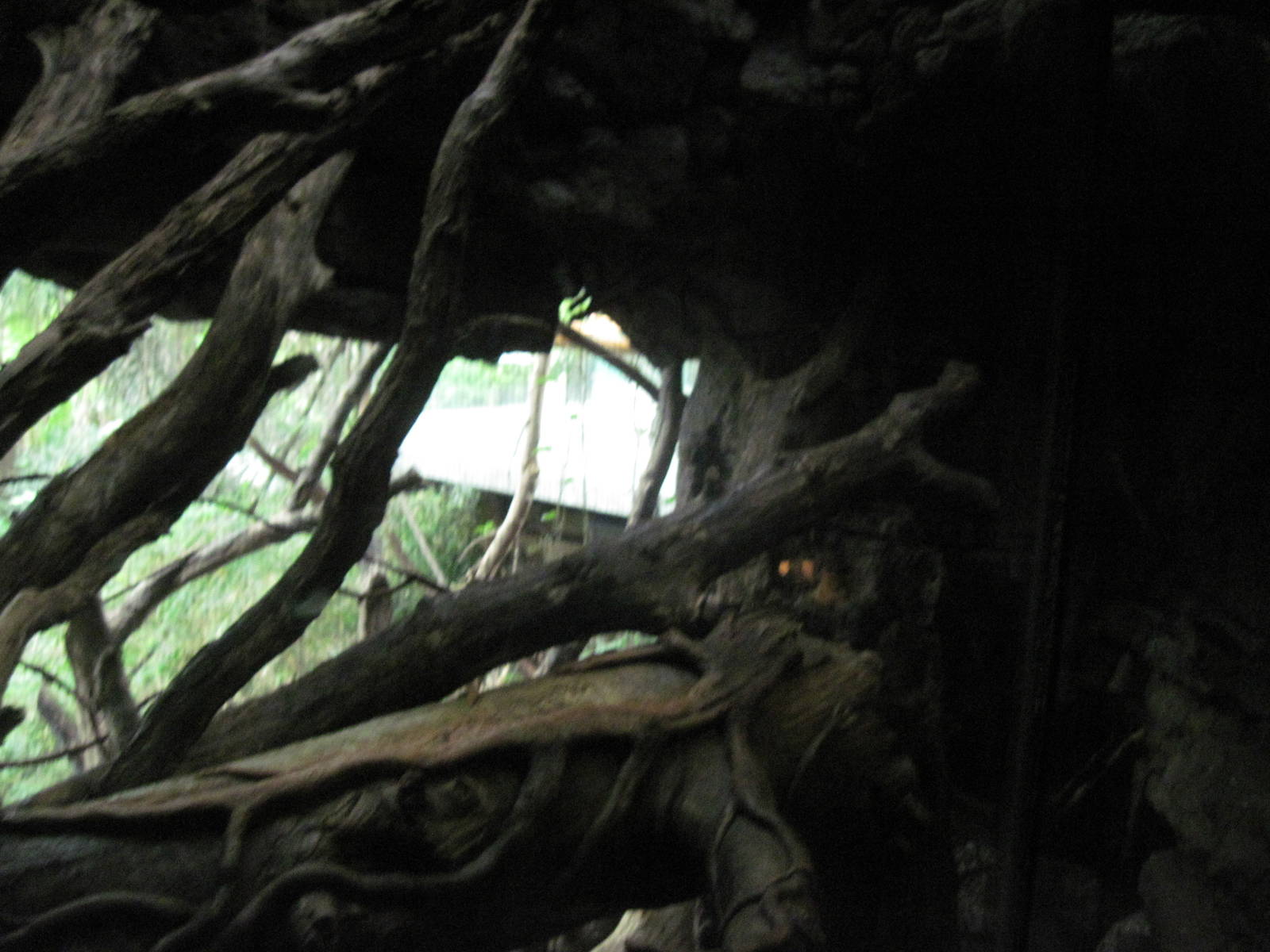 Lied Jungle-Clouded Leopard Exhibit