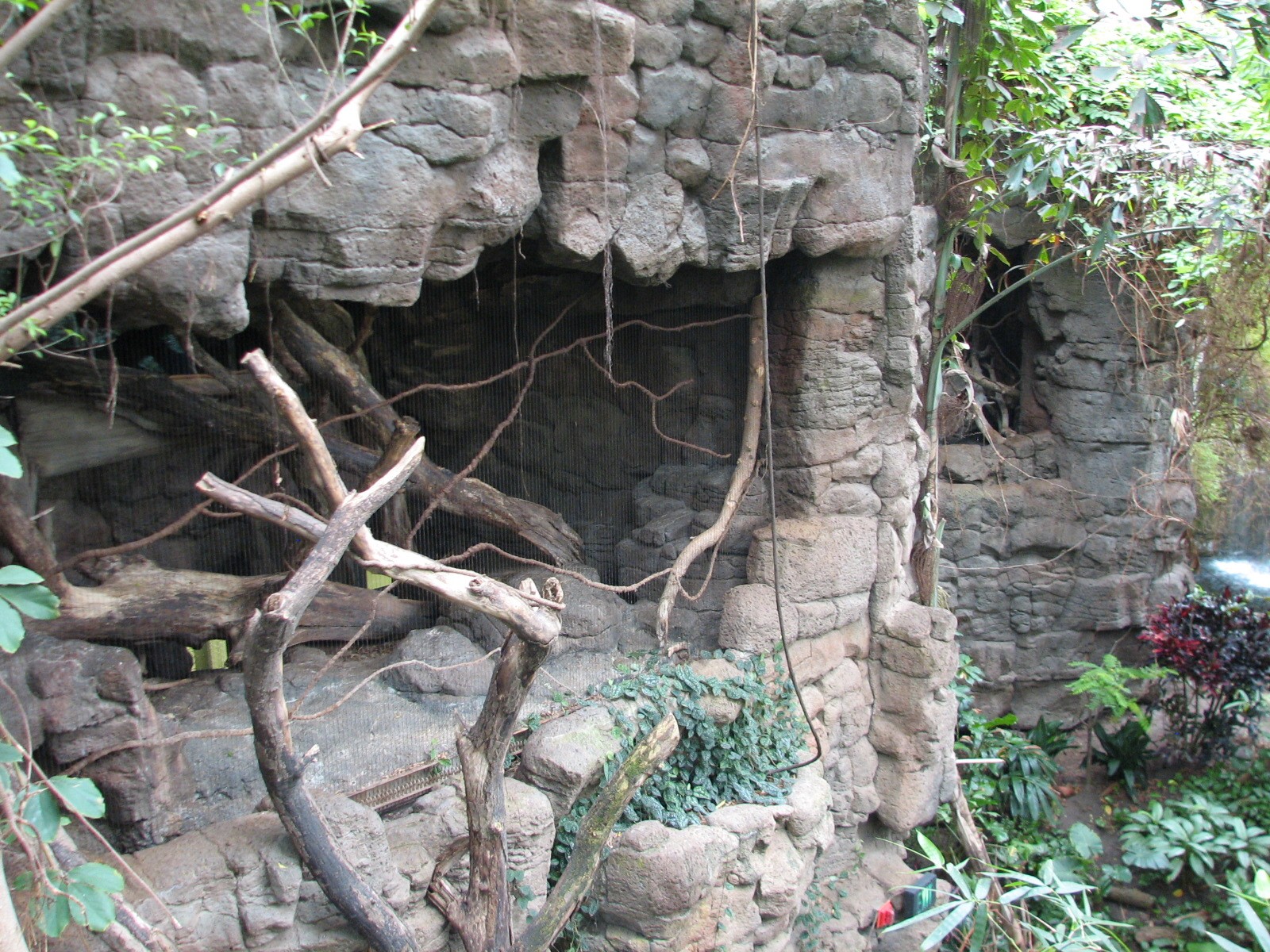 Lied Jungle - Clouded Leopard Exhibit