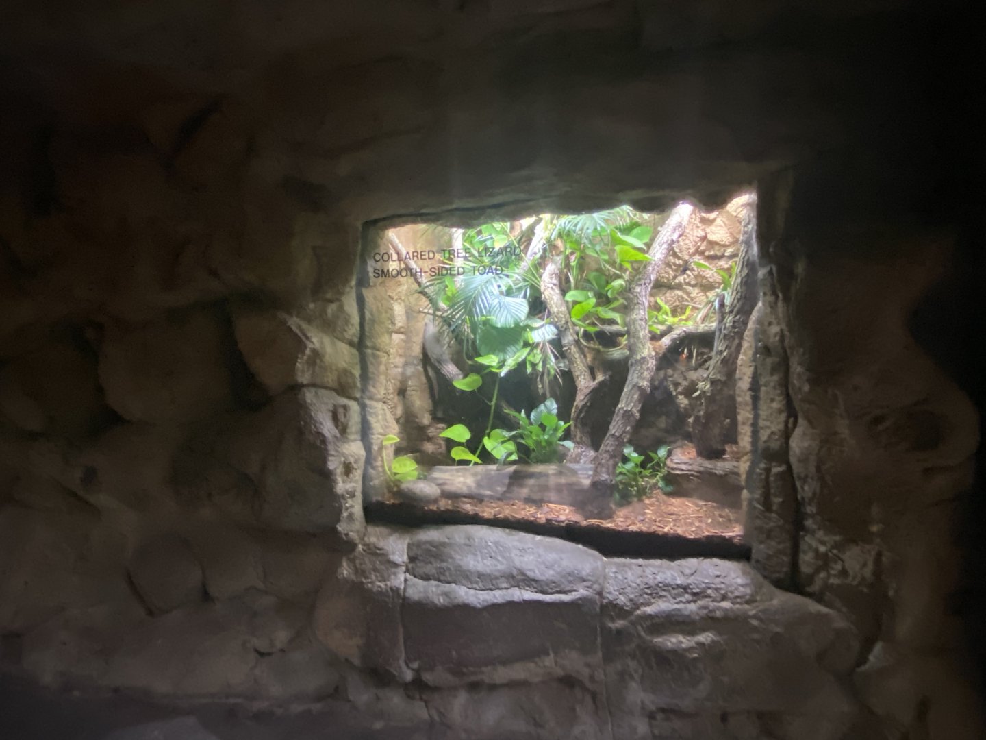 Lied Jungle - Collard Tree Lizard/Smooth Sided Toad Terrarium