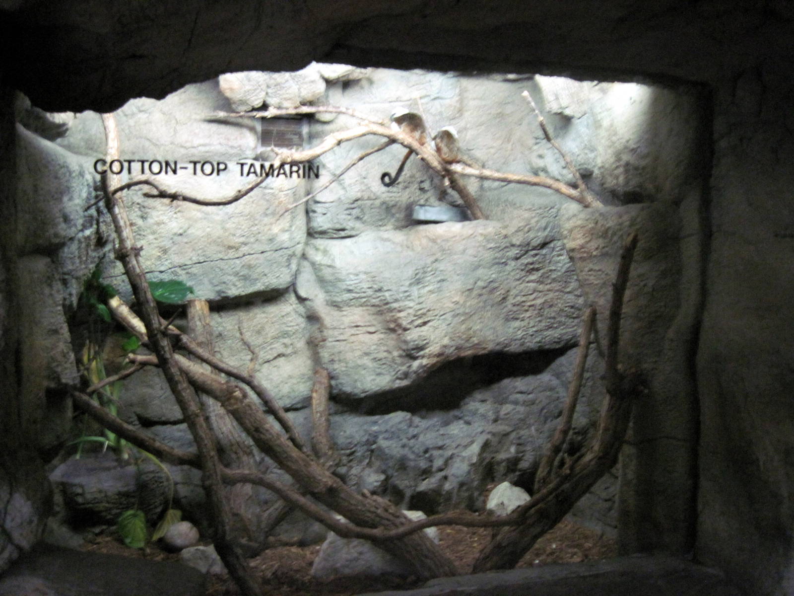 Lied Jungle-Cotton-top Tamarin Exhibit