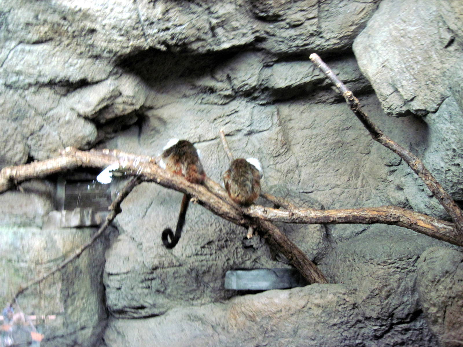 Lied Jungle-Cotton-top Tamarins