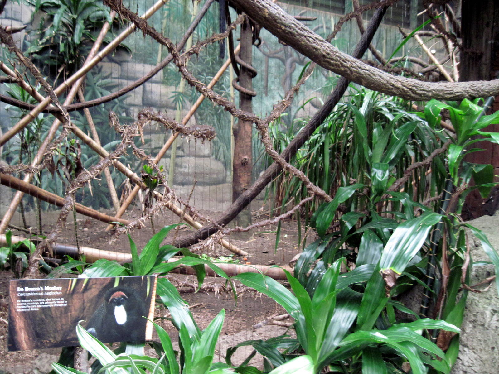 Lied Jungle-DeBrazza Monkey Exhibit