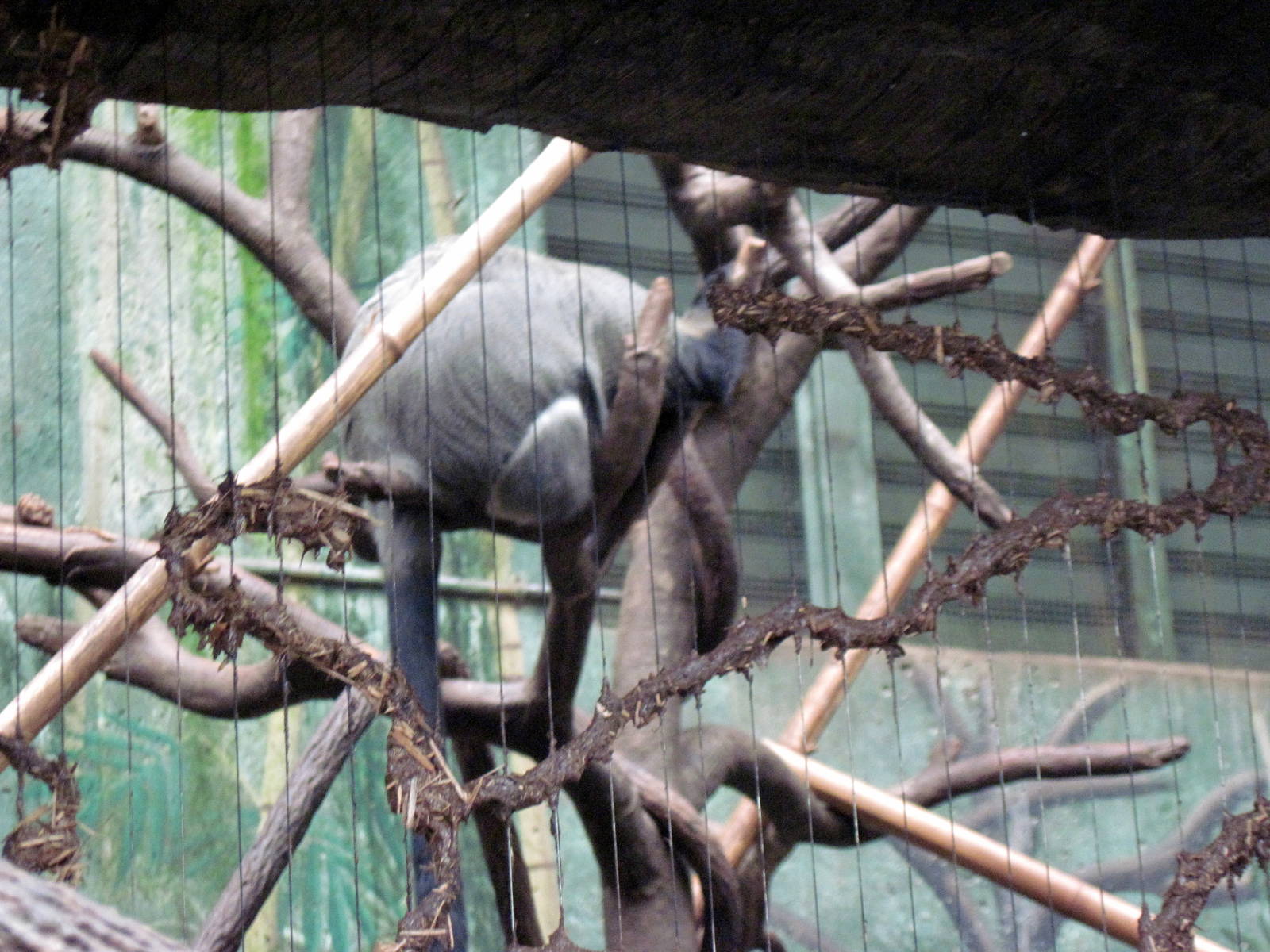 Lied Jungle-DeBrazza Monkey
