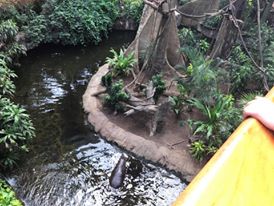 Lied Jungle- DeBrazza's Monkey/Pygmy Hippopotamus