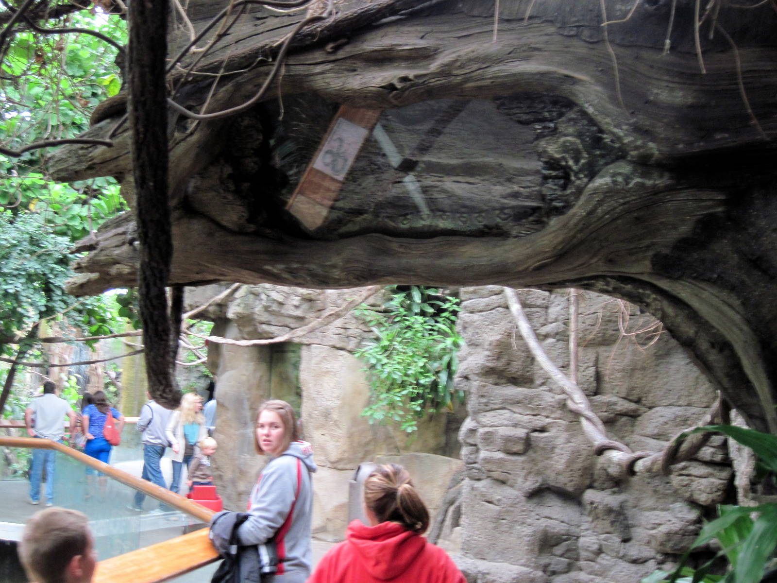 Lied Jungle-Dumeril's Ground Boa Exhibit