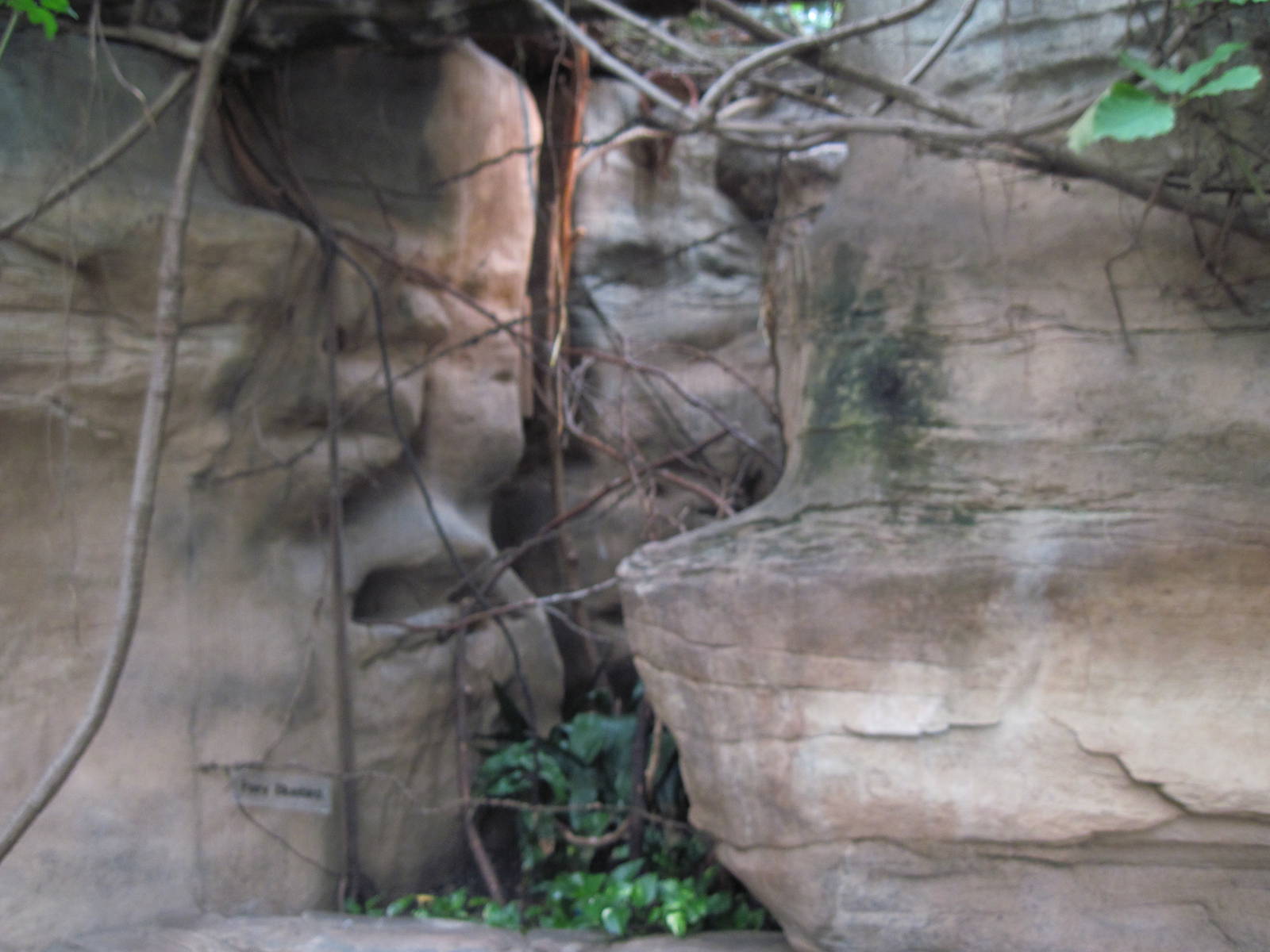 Lied Jungle-Fairy Bluebird Exhibit