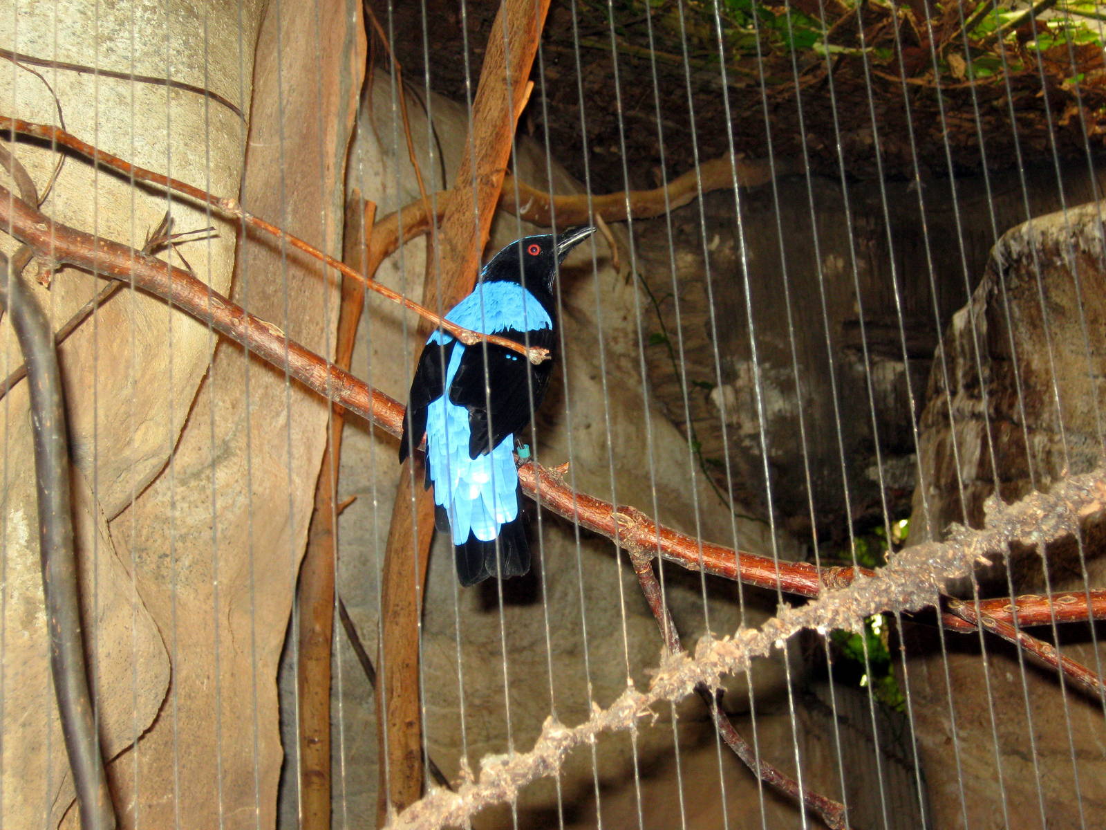 Lied Jungle-Fairy Bluebird