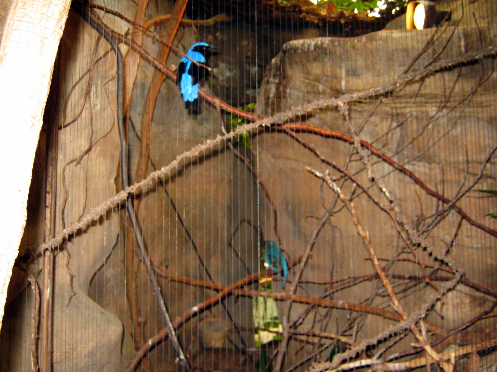 Lied Jungle-Fairy Bluebirds