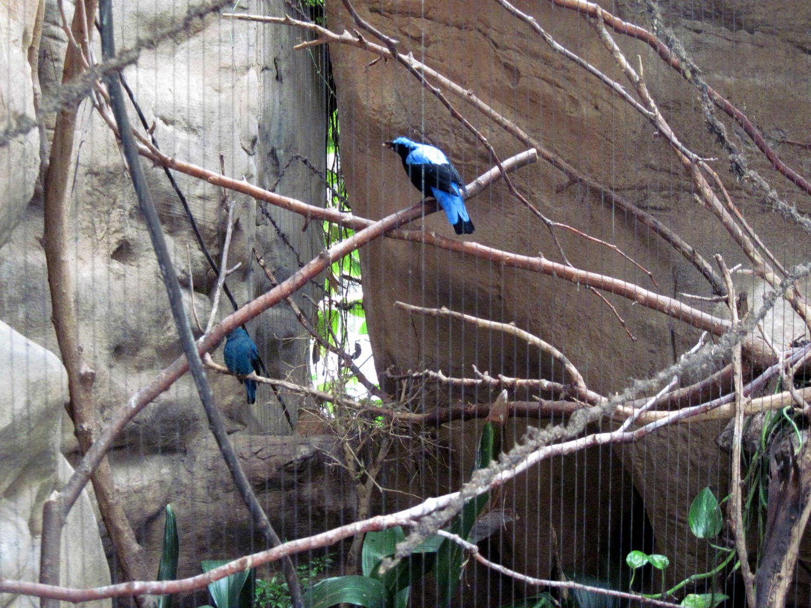 Lied Jungle-Fairy Bluebirds