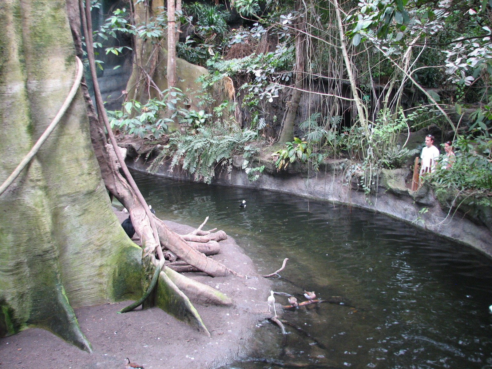 Lied Jungle - Forest Floor