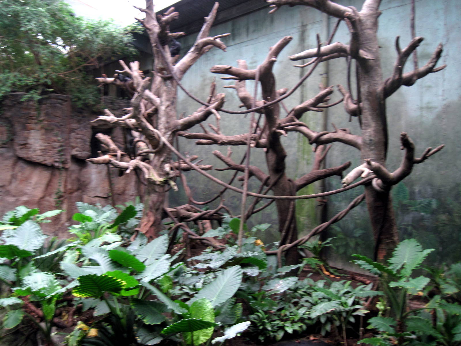 Lied Jungle-Francois Langur Exhibit