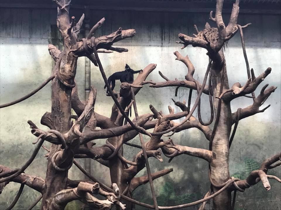 Lied Jungle- Francois Langur/Malayan Tapir