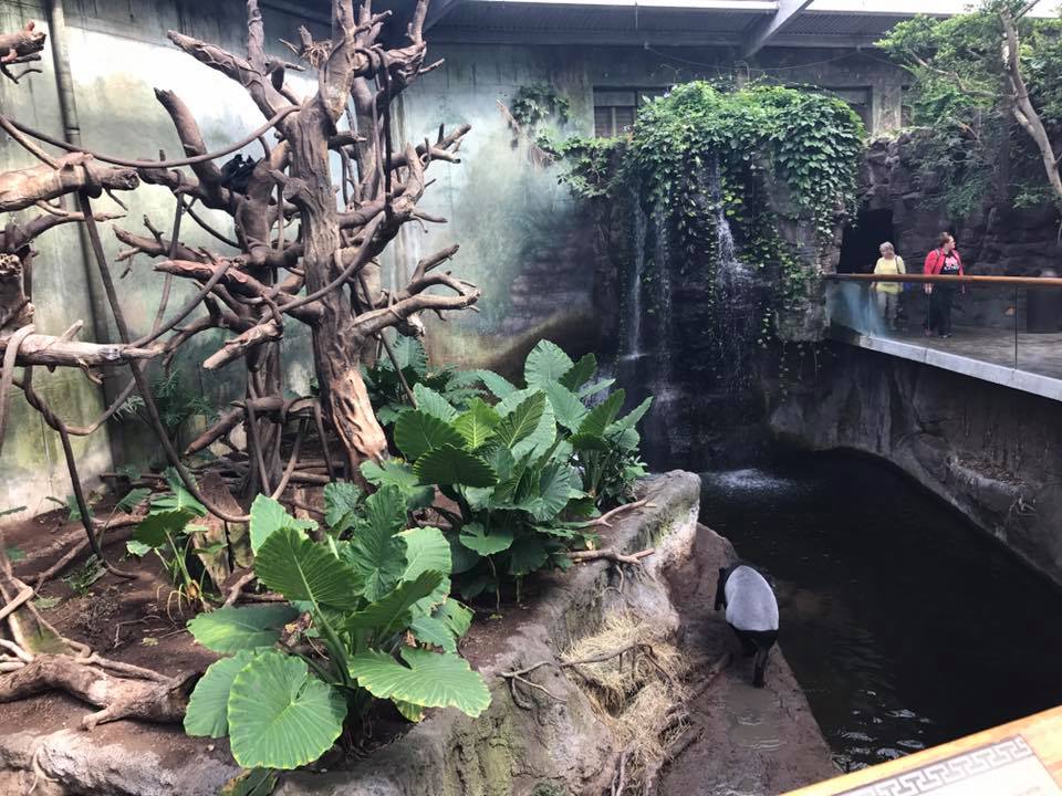 Lied Jungle- Francois Langur/Malayan Tapir
