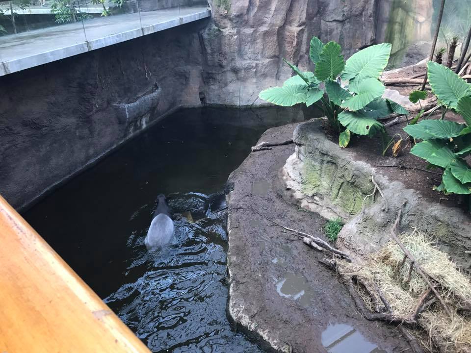 Lied Jungle- Francois Langur/Malayan Tapir