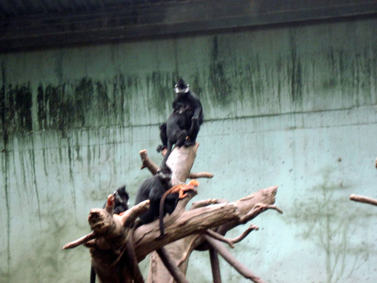 Lied Jungle-Francois Langurs