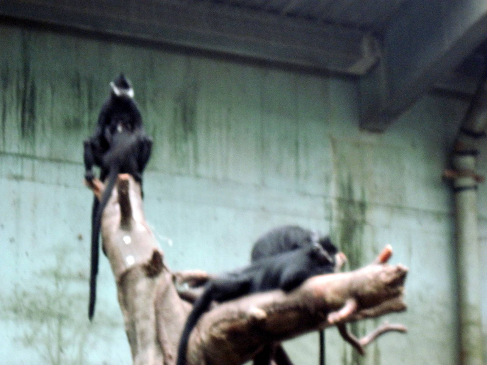 Lied Jungle-Francois Langurs