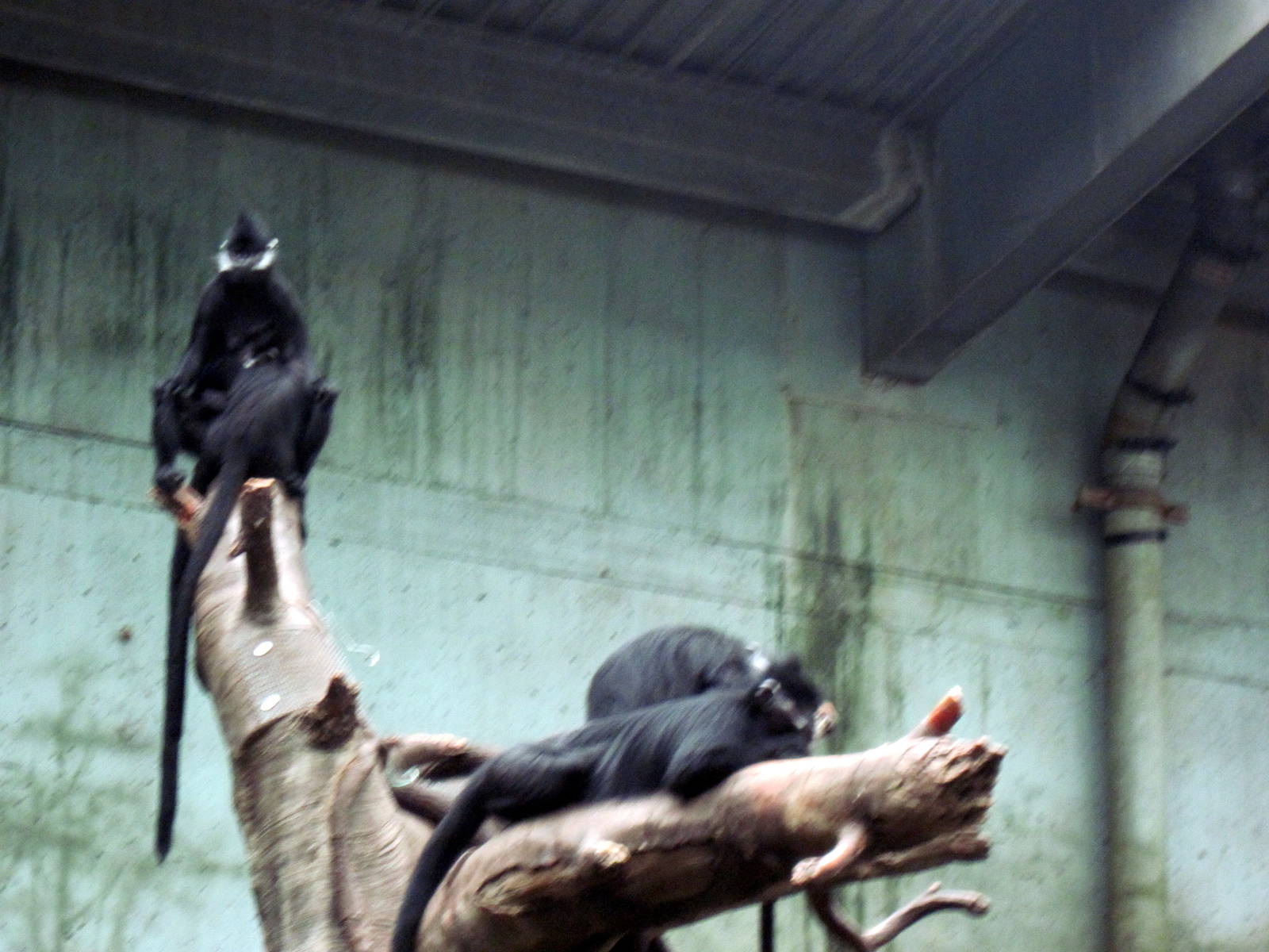 Lied Jungle-Francois Langurs