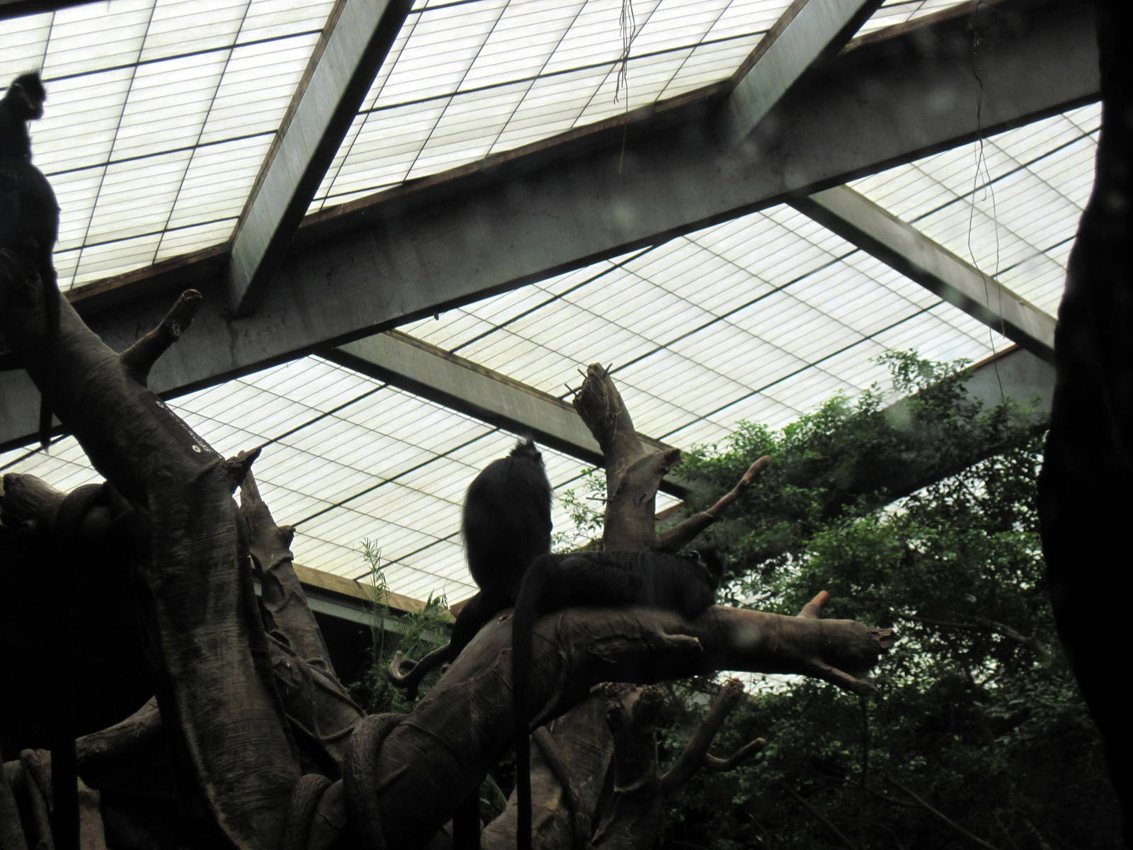 Lied Jungle-Francois Langurs