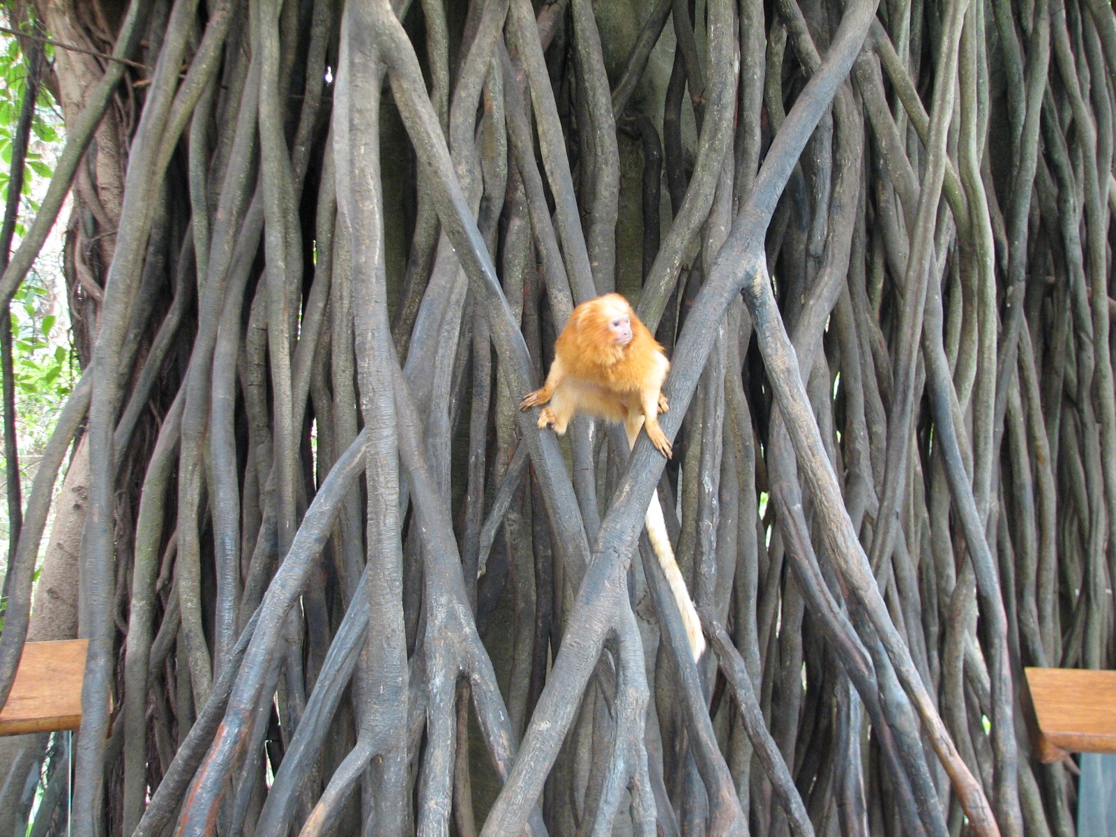 Lied Jungle - Free-Roaming Golden Lion Tamarin