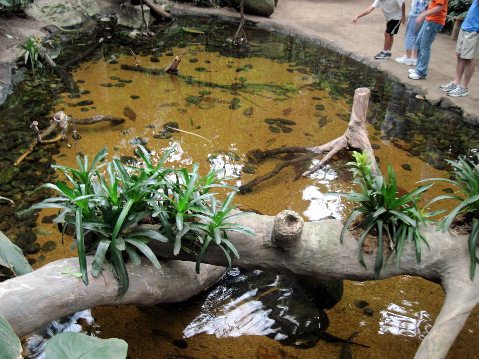Lied Jungle-Freshwater Stingray Exhibit