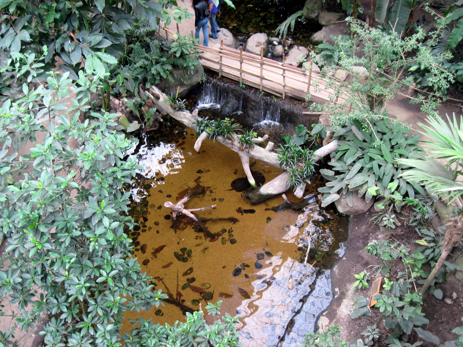 Lied Jungle-Freshwater Stingray Pool