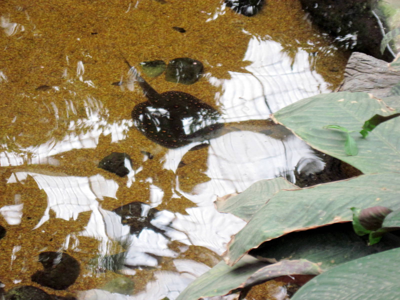 Lied Jungle-Freshwater Stingray