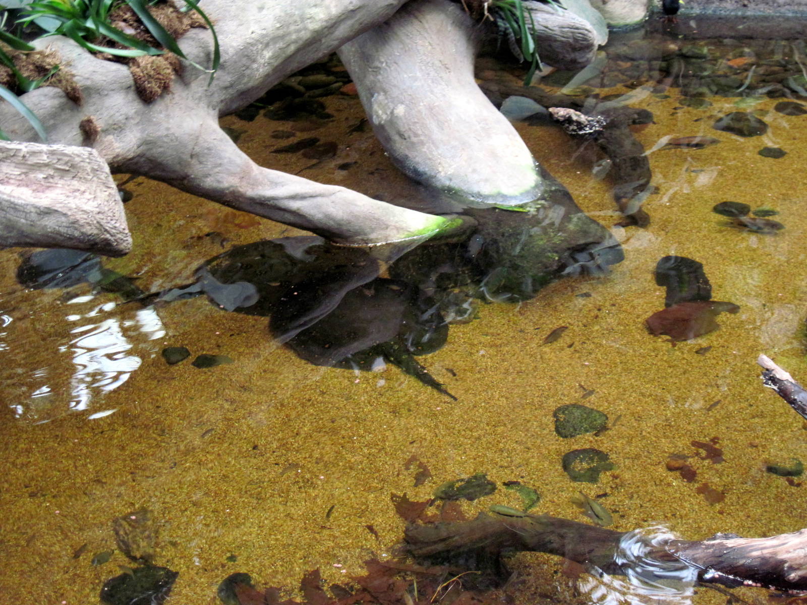 Lied Jungle-Freshwater Stingray