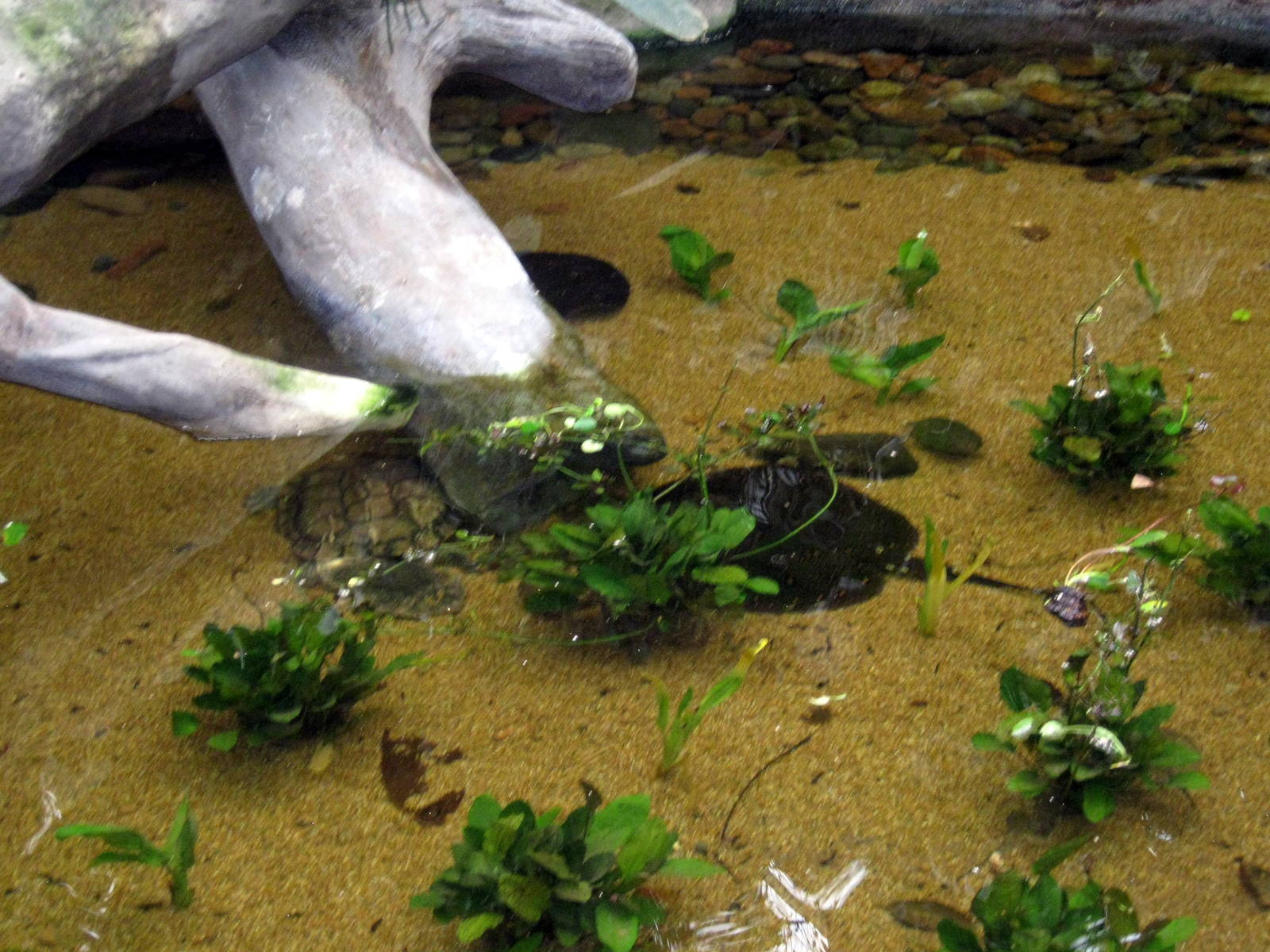 Lied Jungle-Freshwater Stingrays