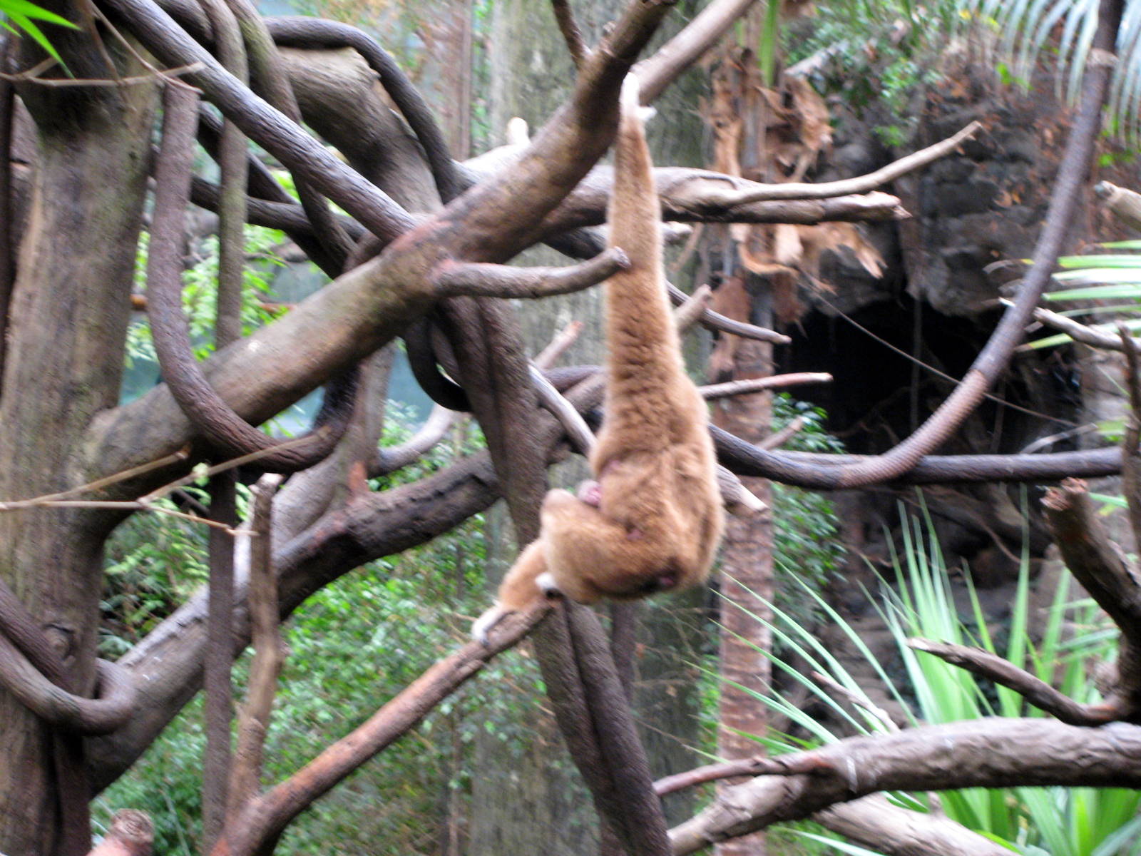 Lied Jungle-Gibbon