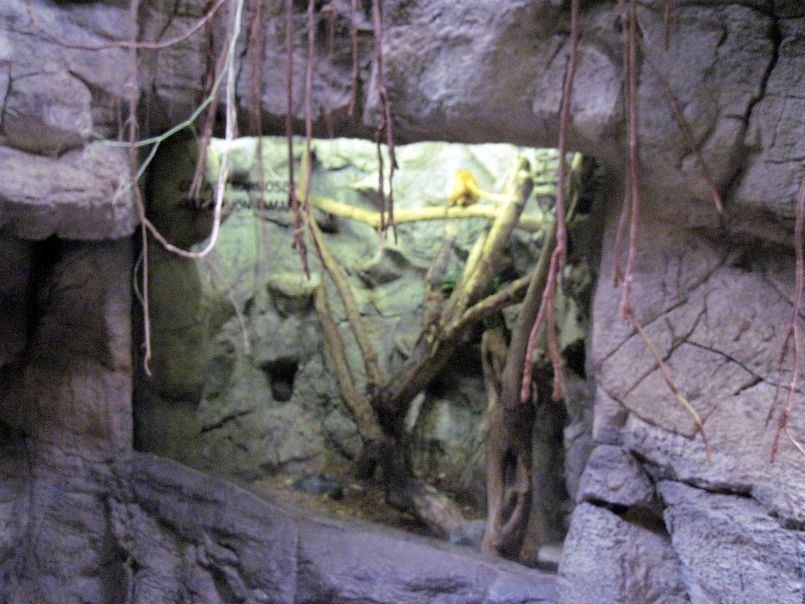 Lied Jungle-Golden Lion Tamarin/Common Marmoset Exhibit