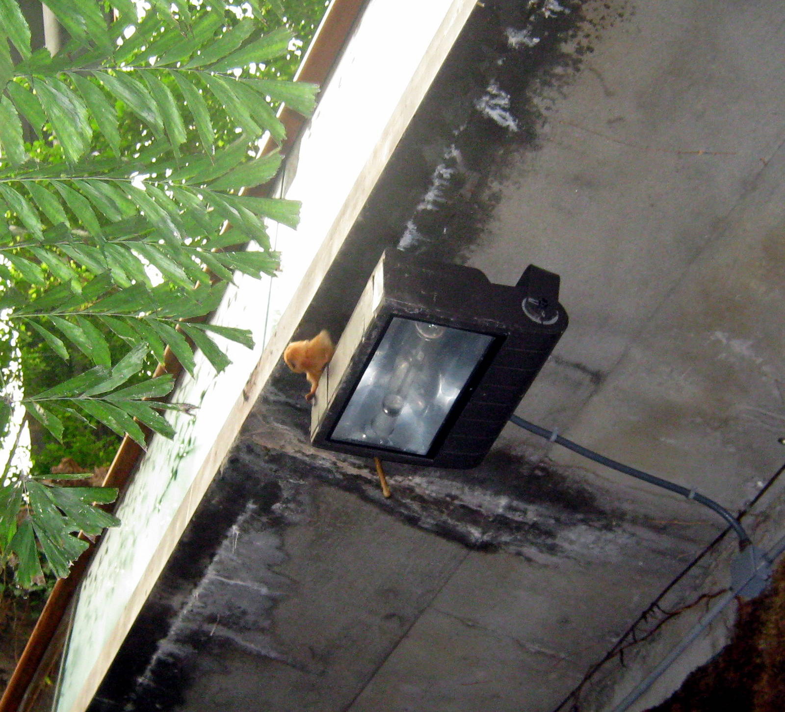 Lied Jungle-Golden Lion Tamarin