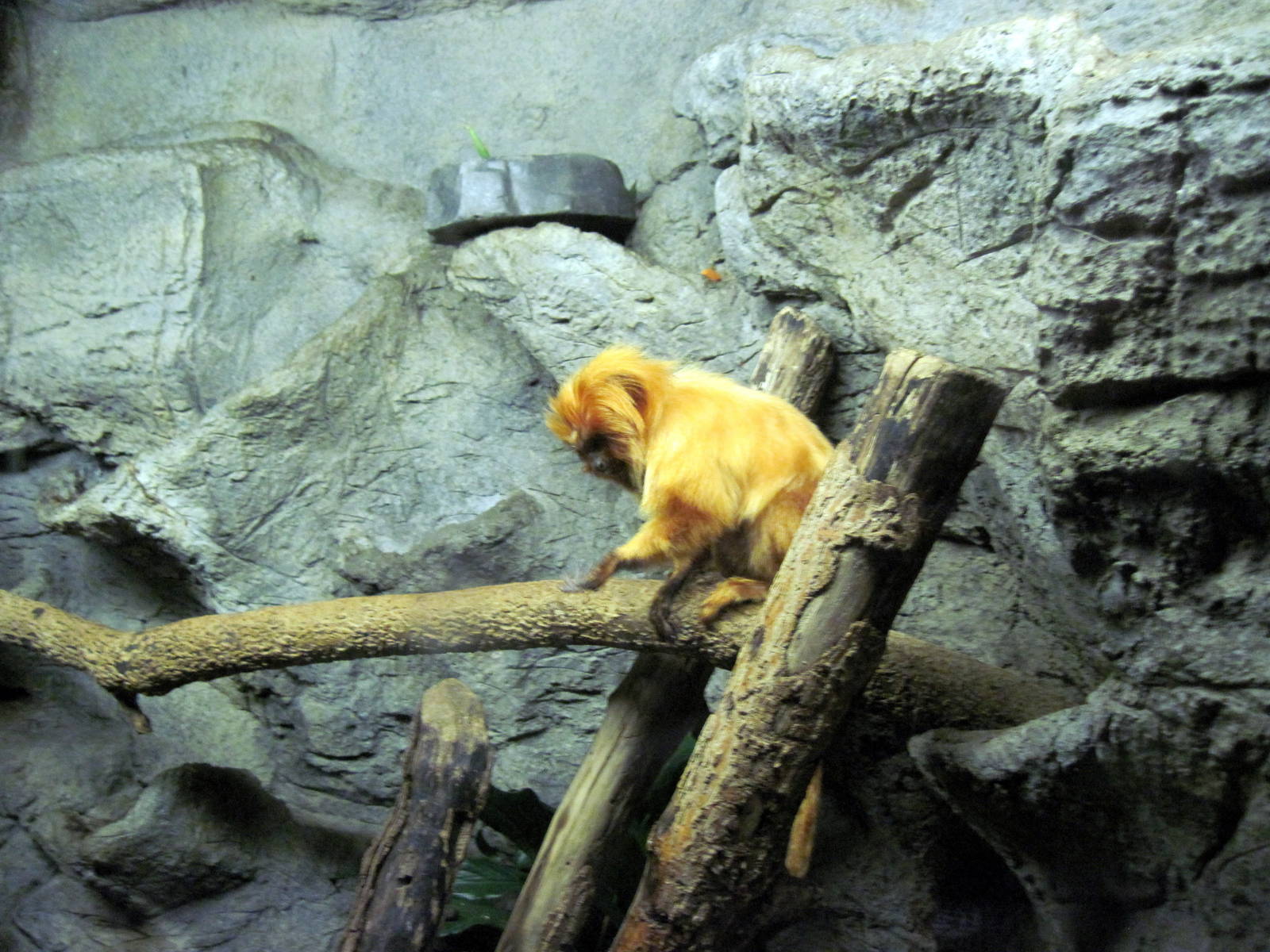 Lied Jungle-Golden Lion Tamarin