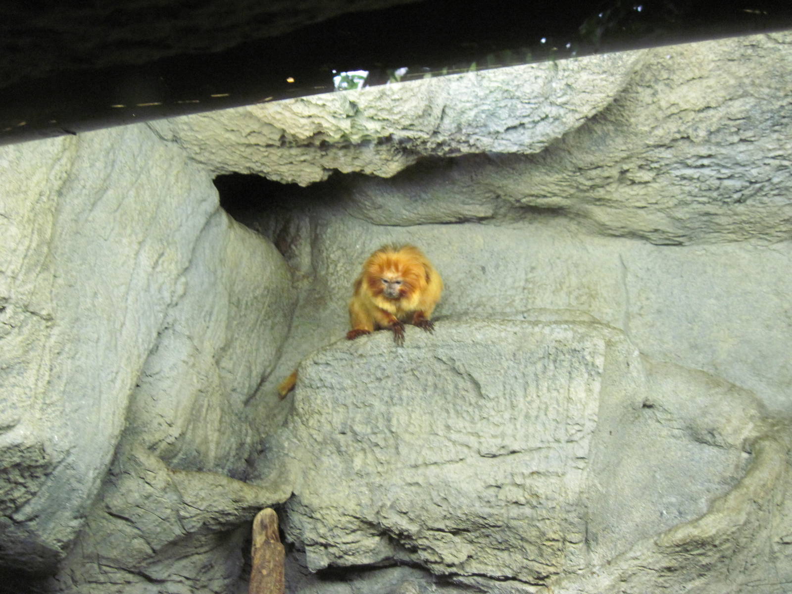 Lied Jungle-Golden Lion Tamarin