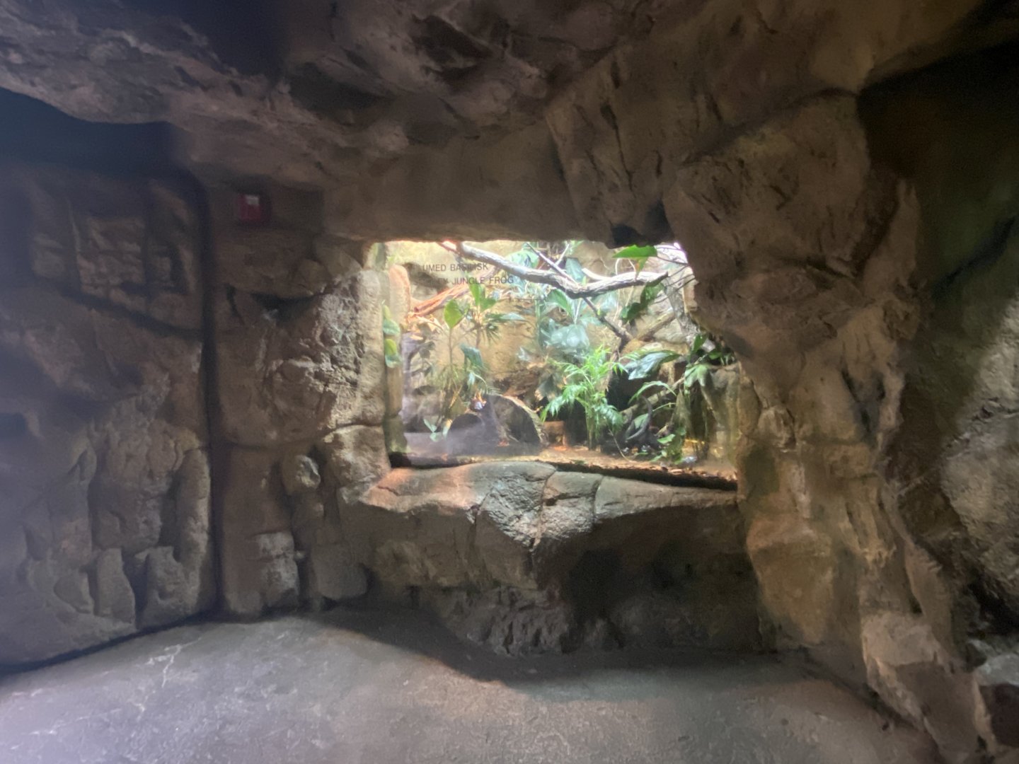 Lied Jungle - Green Basilisk/Smokey Jungle Frog Terrarium