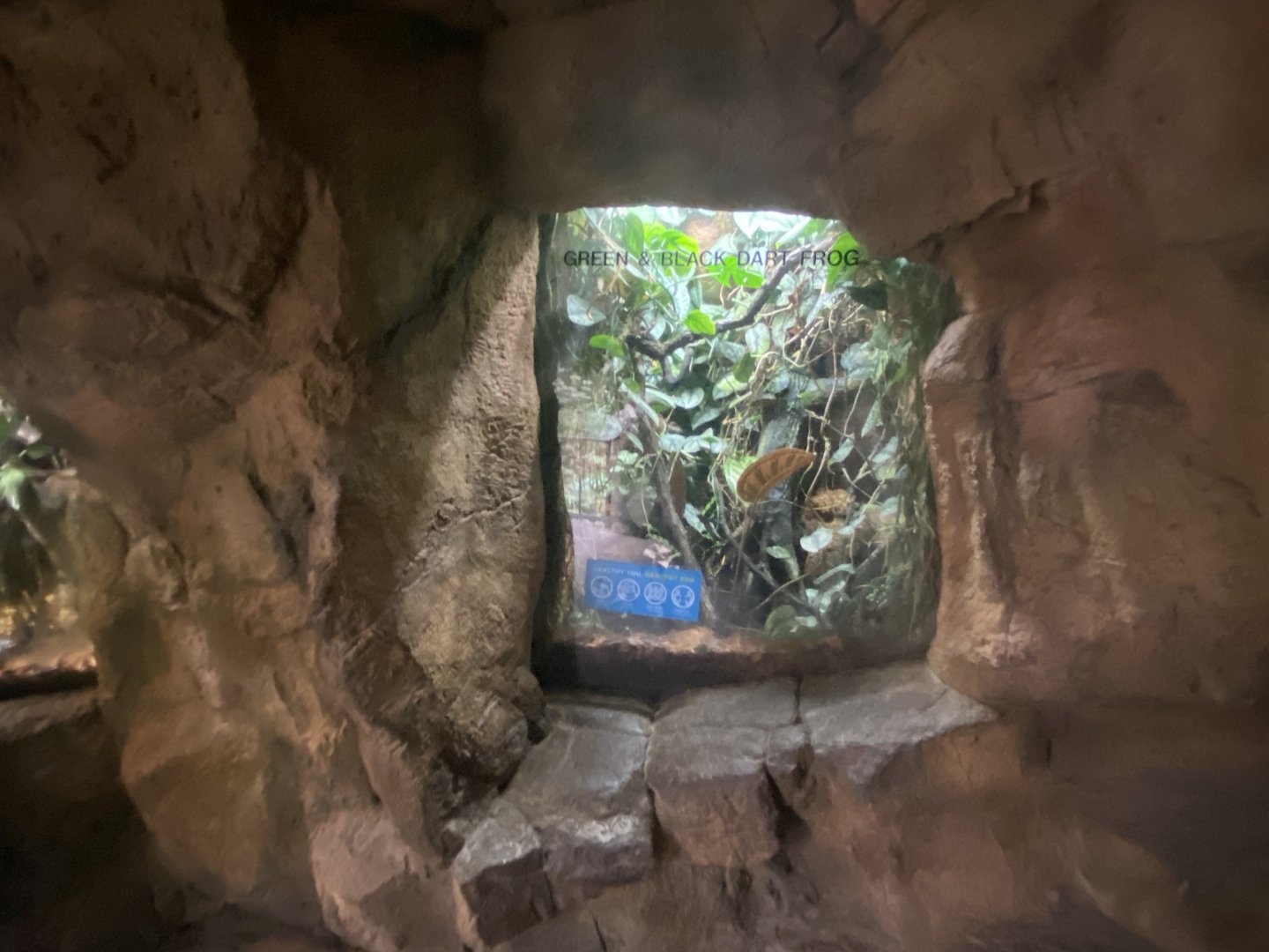 Lied Jungle - Green & Black Poison Dart Frog Terrarium