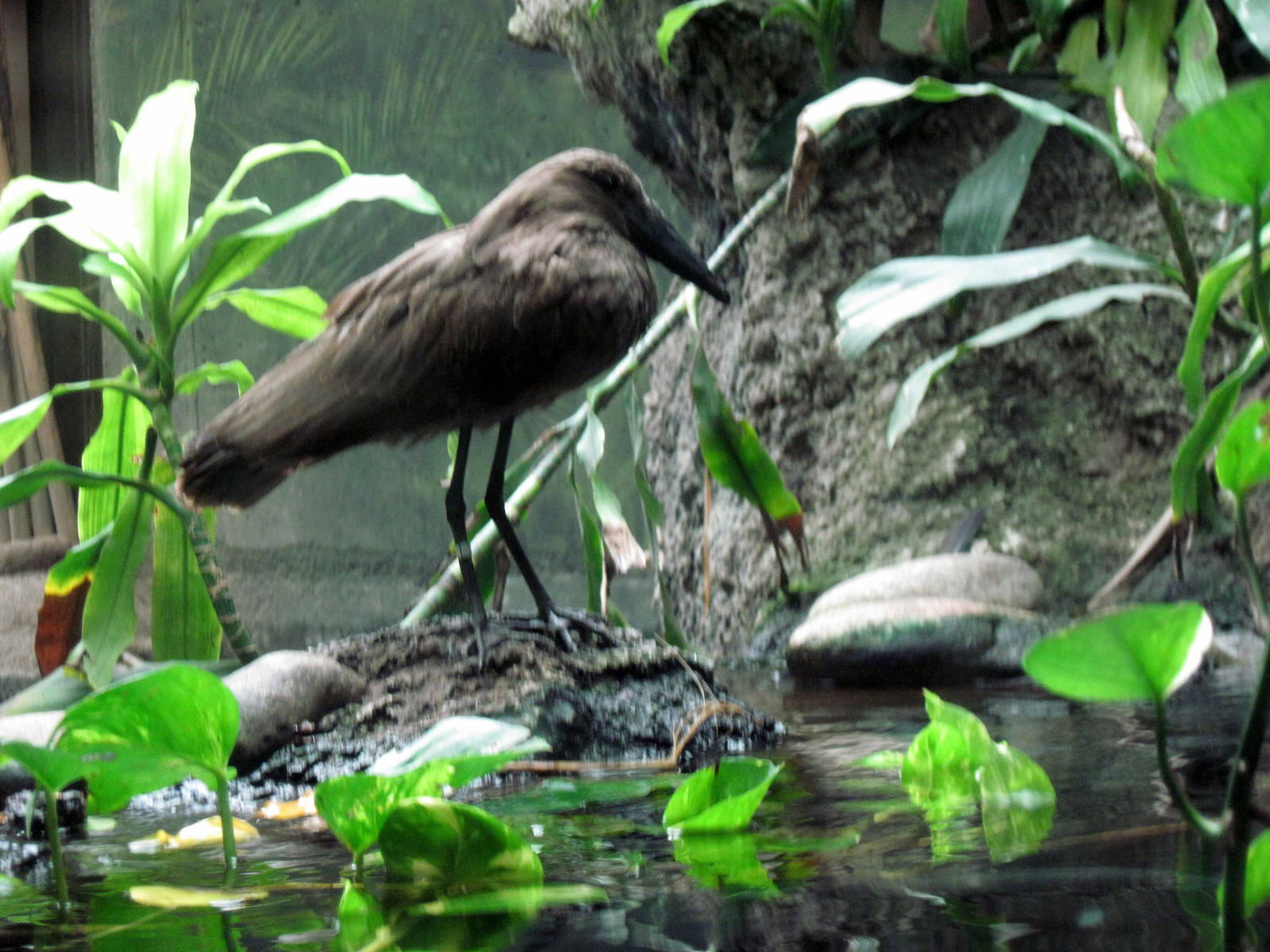 Lied Jungle-Hammerkop
