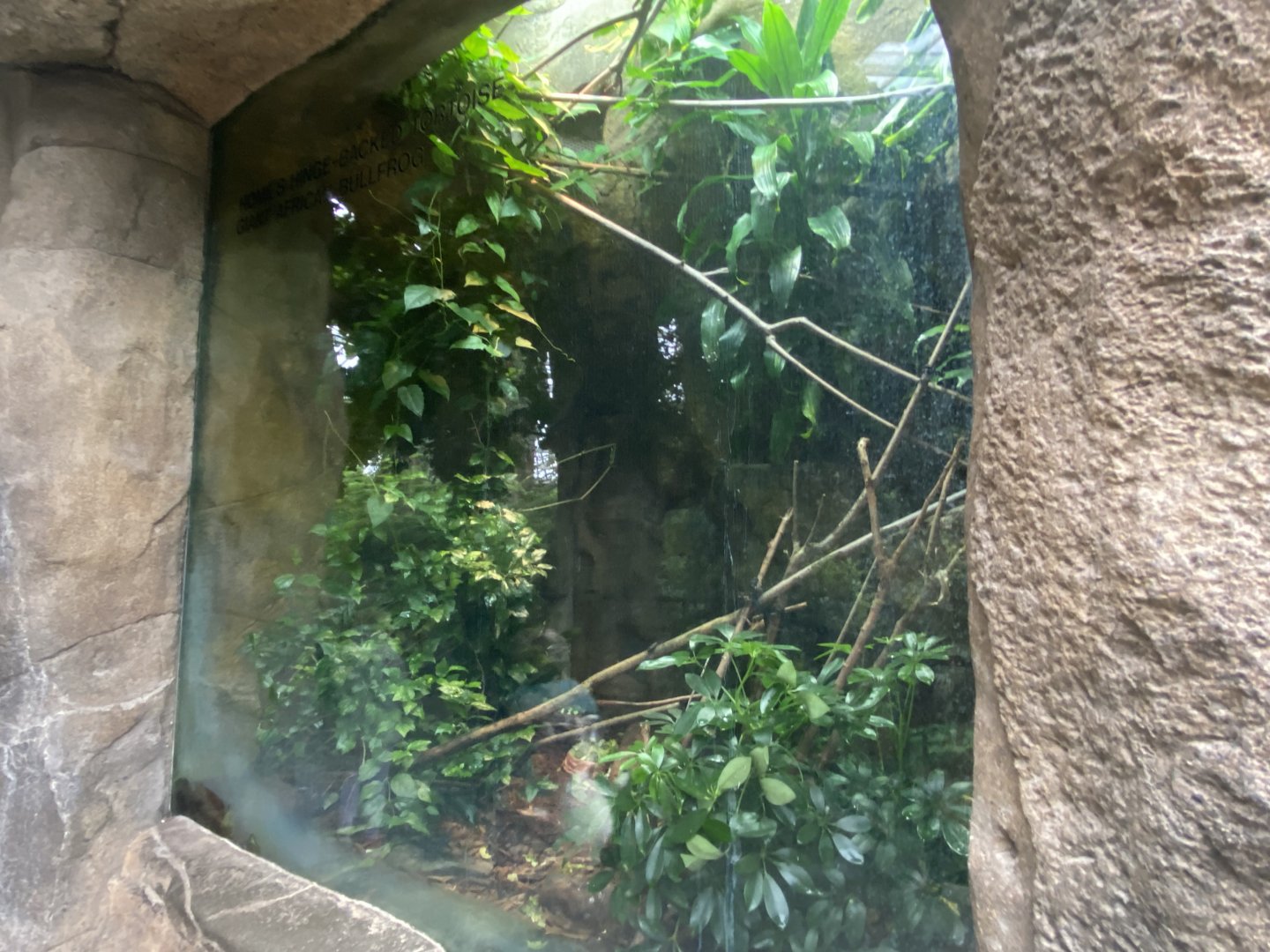 Lied Jungle - Homes Hinge-Backed Tortoise/African Bullfrog terrarium