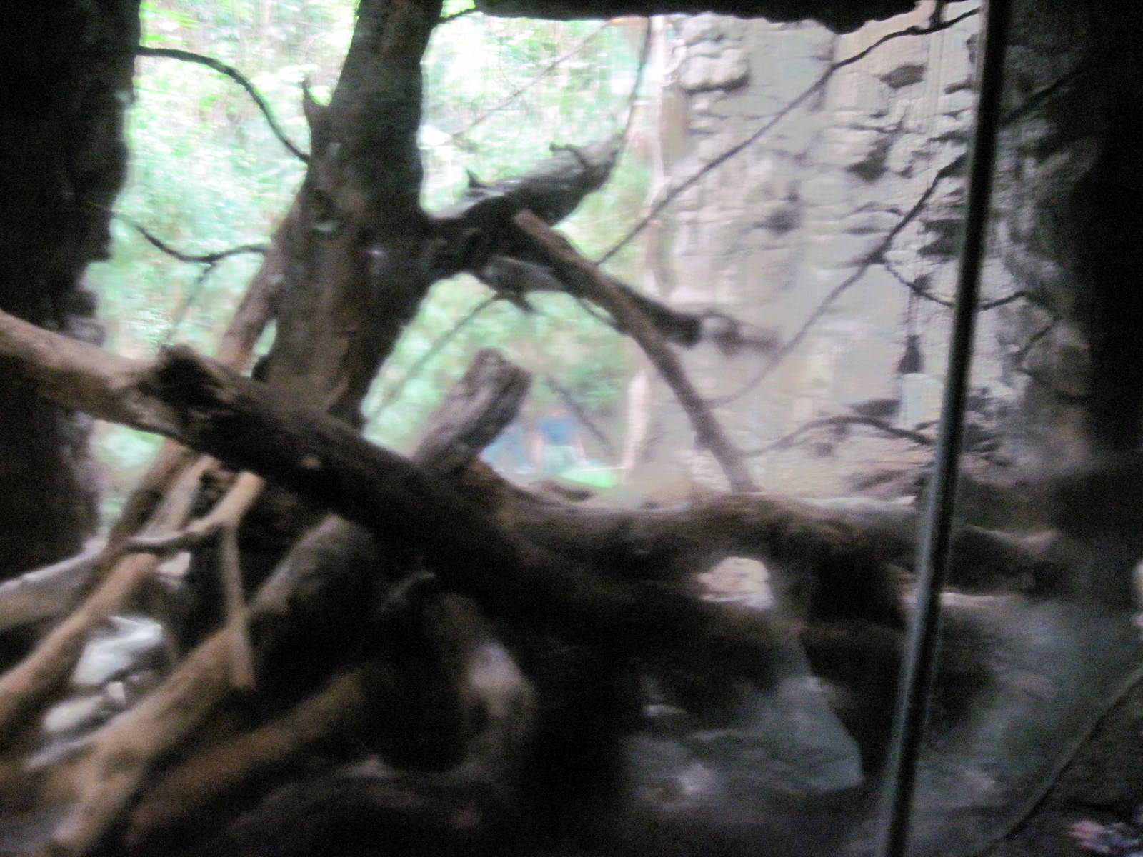 Lied Jungle-Indian Crested Porcupine Exhibit