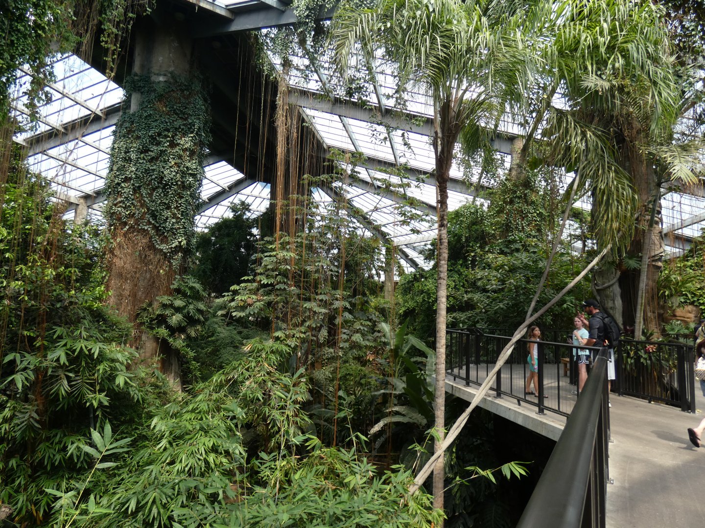 Lied Jungle - Jun. 2021