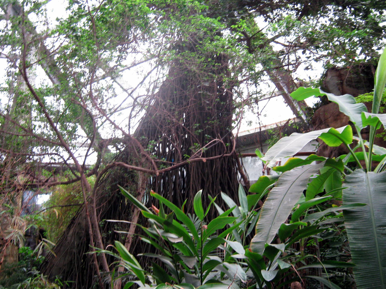 Lied Jungle-Kapok Tree