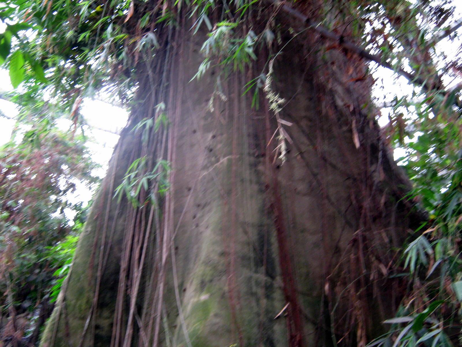 Lied Jungle-Kapok Tree
