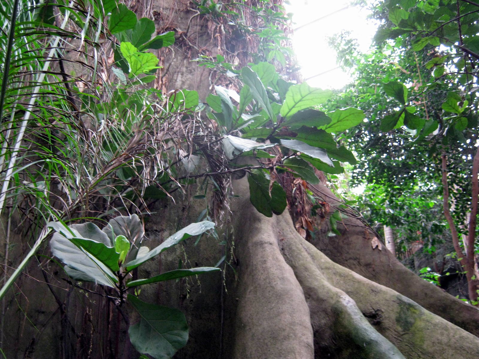 Lied Jungle-Kapok Tree