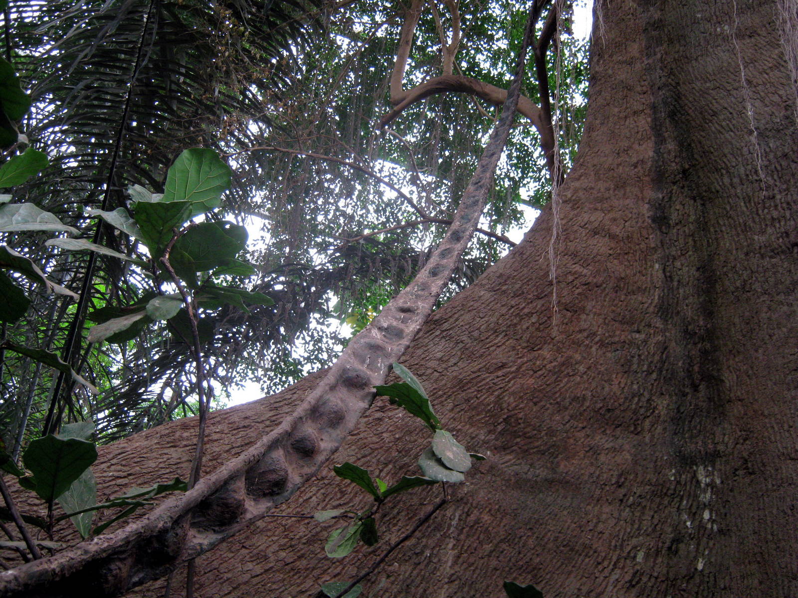 Lied Jungle-Kapok Tree