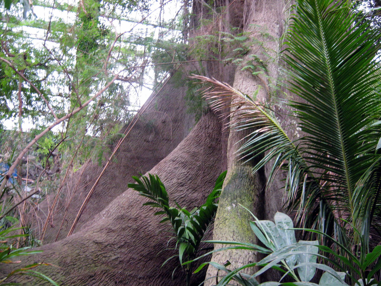 Lied Jungle-Kapok Tree