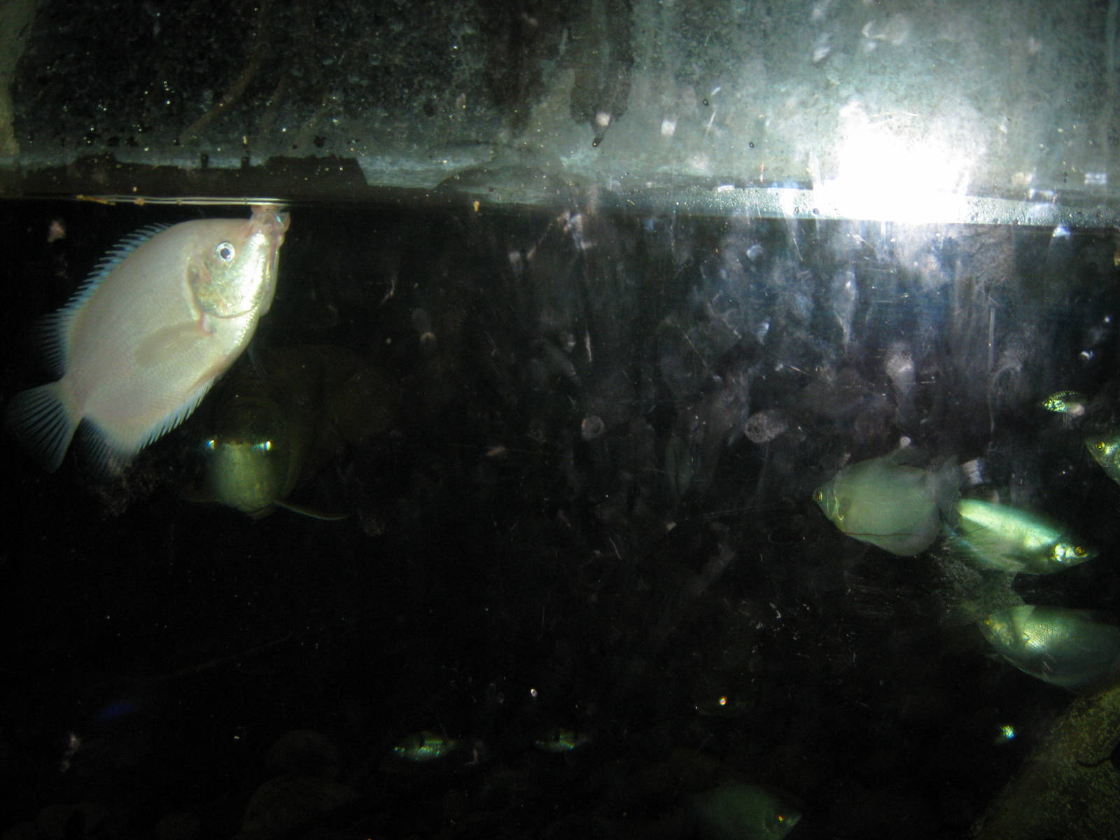 Lied Jungle-Kissing, Moonlight and Three-spot Gourami, and Asian Arowana