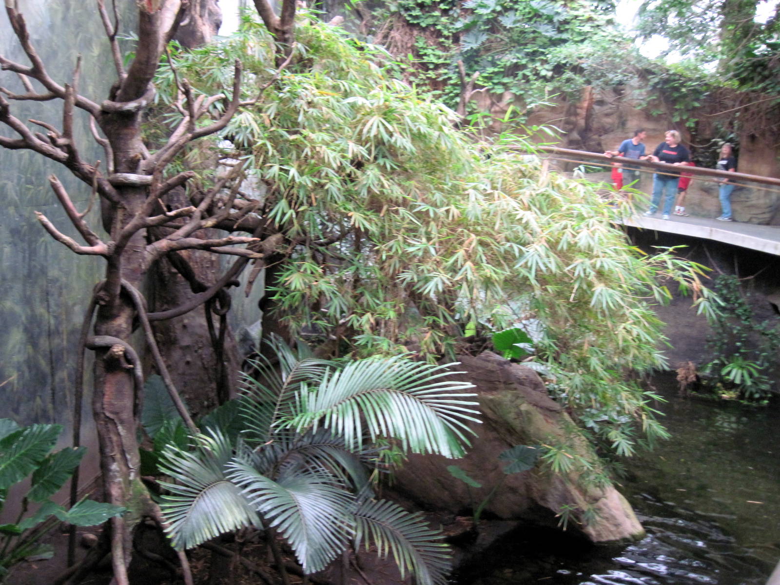 Lied Jungle-Lar Gibbon/Asian Small-clawed Otter Exhibit
