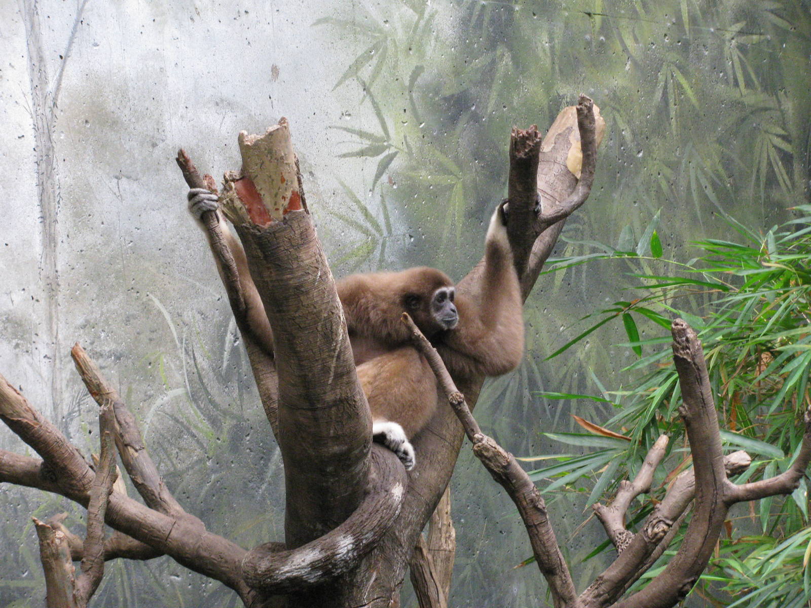 Lied Jungle-Lar Gibbon