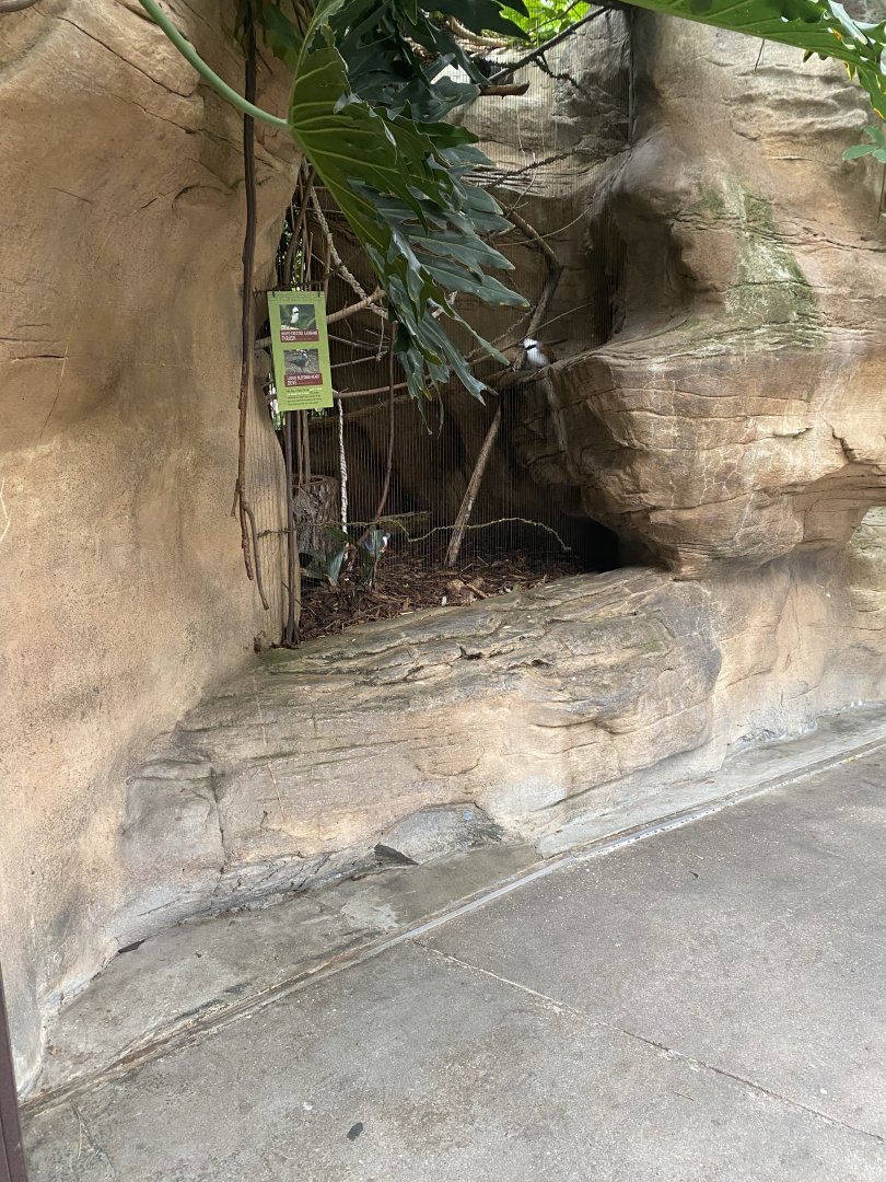 Lied Jungle - Luzon Bleeding Heart Dove/White Crested Laughingthrush Exhibit